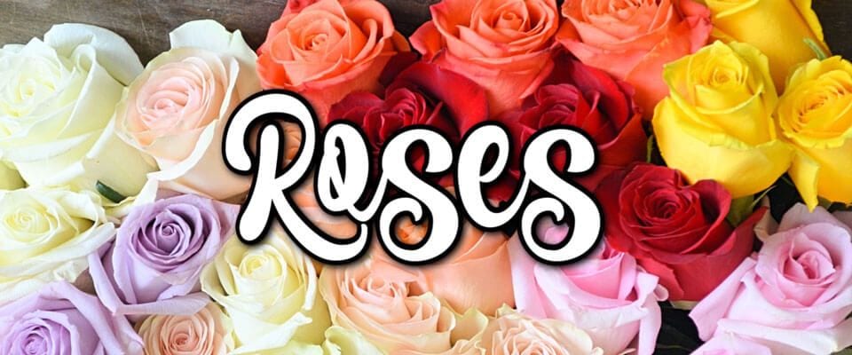 Shop Rose collection